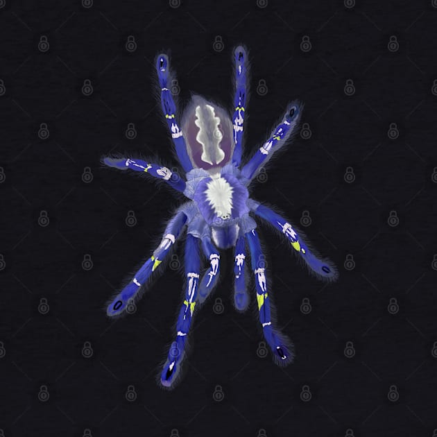 Gooty Sapphire Poecilotheria metallica Tarantula Spider by TrapperWeasel